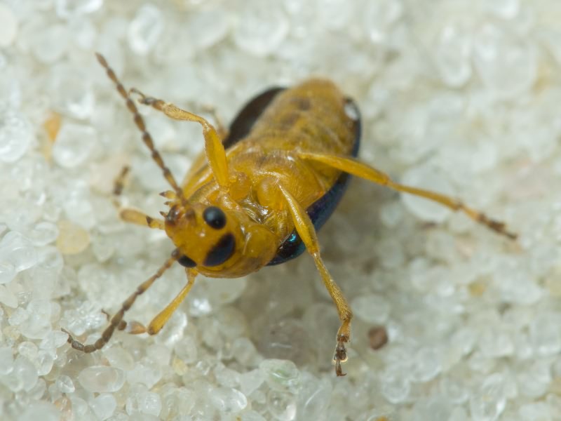 Chrysomelidae LatreiIle, 1802